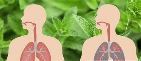 15 Powerful Herbs To Kill Infections And Clear Mucus From Your Lungs