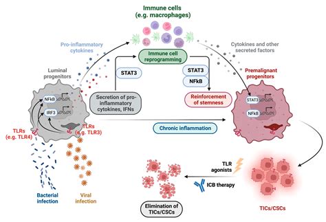 Cancers Free Full Text Innate Immune Program In Formation Of Tumor