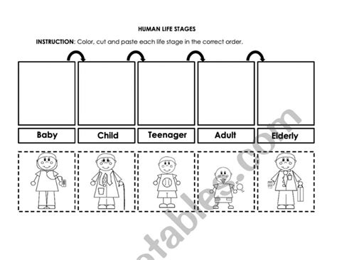 English Worksheets Human Life Stages