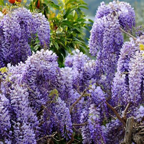 Buy Chinese wisteria Wisteria sinensis: £23.99 Delivery by Crocus