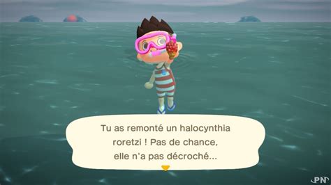 Le crabe gazami, c'est le nom donné à l'une des créatures marines que l'on peut trouver sur animal crossing : Notre guide sur la baignade et la plongée dans Animal ...