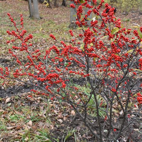 Ilex Verticillata Winter Red Horsford Gardens And Nursery