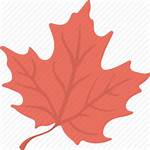 Icon Maple Leaf Autumn Symbol Vectorified Library