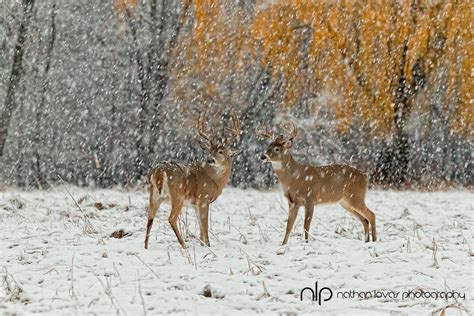 White Tailed Deer Bucks Standing In Snow Storm Lovas Edit