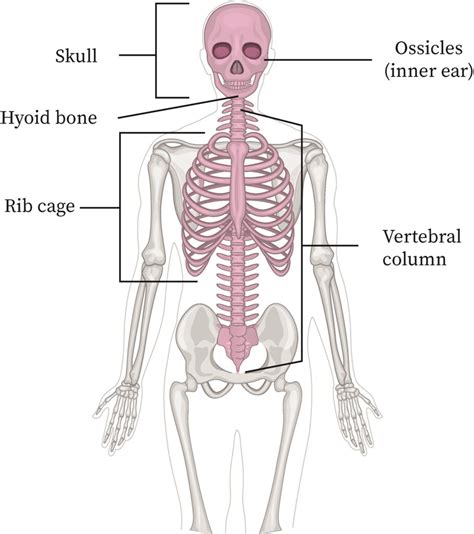Structure And Function Of The Axial Skeleton Bartleby