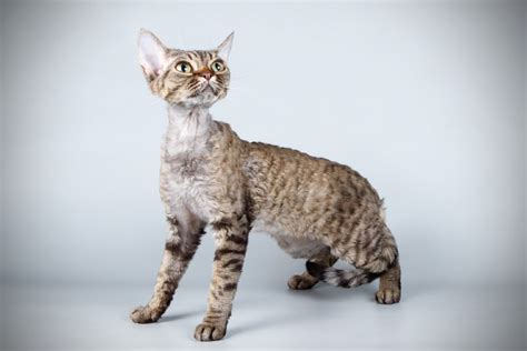 Devon Rex Cat Info Traits And Pictures Excited Cats