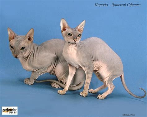 The Donskoy Cat Is Also Known As Russian Donskoy The Don Sphynx Don