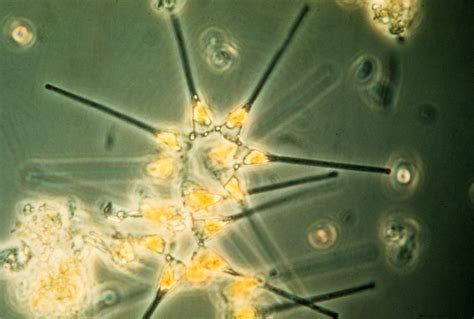 Fish1879 Phytoplankton The Foundation Of The Oceanic Foo Flickr