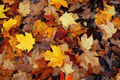 Free Autumn leaves Stock Photo - FreeImages.com