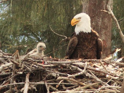 Washingtons Soaring Bald Eagle Population Enough To Get Them Off State