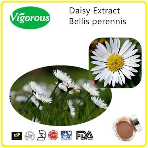 Factory Supplier Free Samples Bellis Perennis Extractdaisy Flower