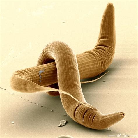 Pristionchus Roundworms Image Eurekalert Science News Releases