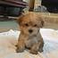 Morkie Puppies For Sale  Dallas TX 305214 Petzlover