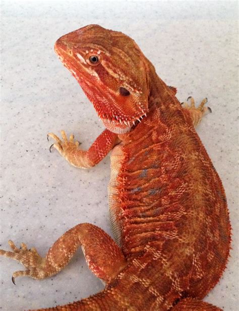 Our Breeders Bearded Dragon Breeders Canada