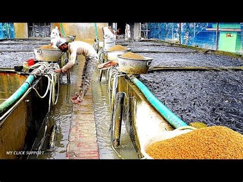 Fish as feed inputs for aquaculture: Home Aquaculture - Farming Fish in Concrete Cement Tanks ...