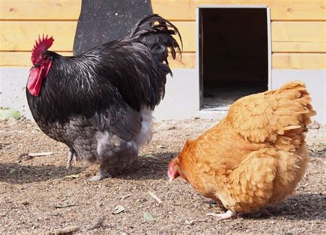 19 Largest Chicken Breeds Eggs Production Size And Pictures