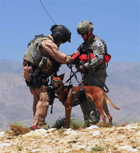 15 Awesome Photos Of Military Working Dogs Americas