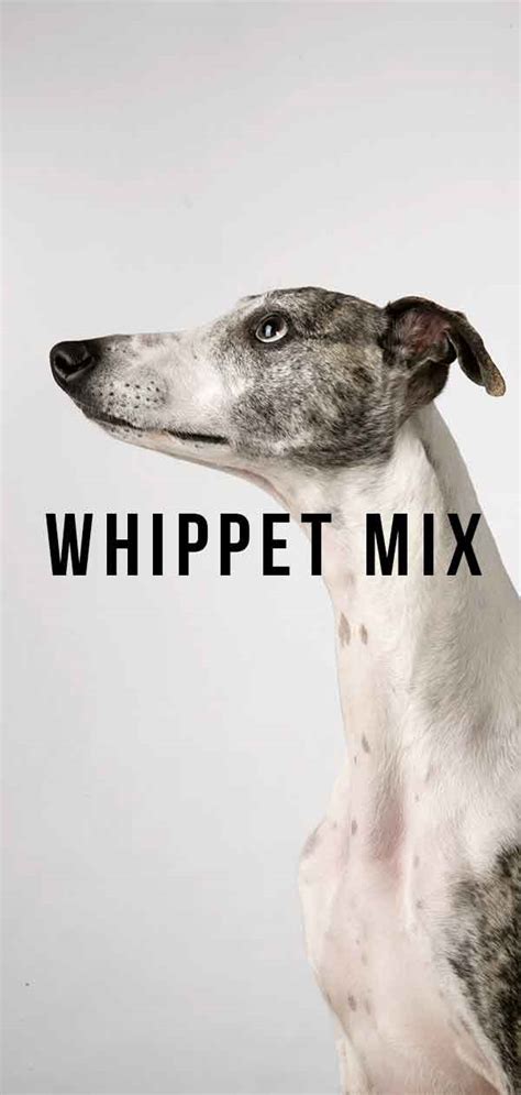 9 Whippet Mixes Whippet Cross Dogs And Why We Love Them