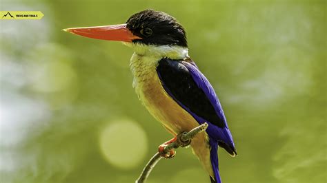Kingfisher Of India Ten Types Of Kingfisher Birds Treks And Trails