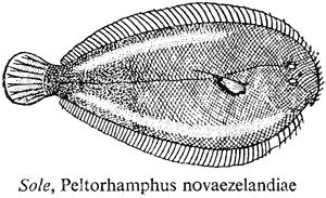 Sole Peltorhamphus Novaezelandiae Encyclopaedia Of New Zealand Te Ara