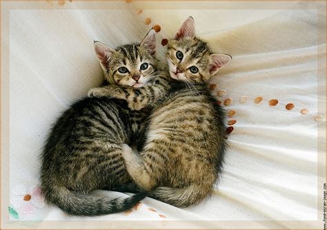 1920x1080px Free Download Hd Wallpaper Cuddling Cute Cute Cuddle