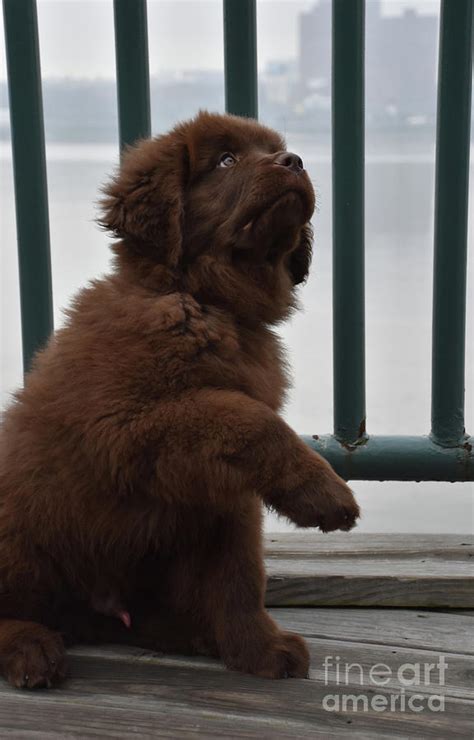 Very Sweet Brown Newfie Puppy Dog With His Paw Raised Photograph By