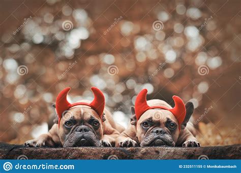 Pair Of Halloween French Bulldog Dogs Wearing Red Devil Horns Costume