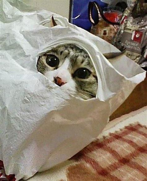 Funny Cat Hiding Pictures Kuwcing