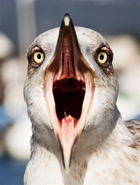 El grito de la gaviota Seagull scream Dani Vázquez Flickr