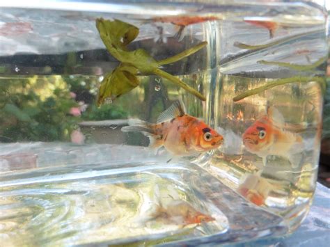 Canadian Fantail Goldfish Genetics Of Calico Fantail Goldfish