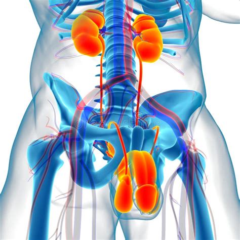 Male Reproductive System Anatomy For Medical Concept 3d Rendering Stock