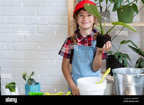 Girl transplants a potted houseplant philodendron into a new soil with