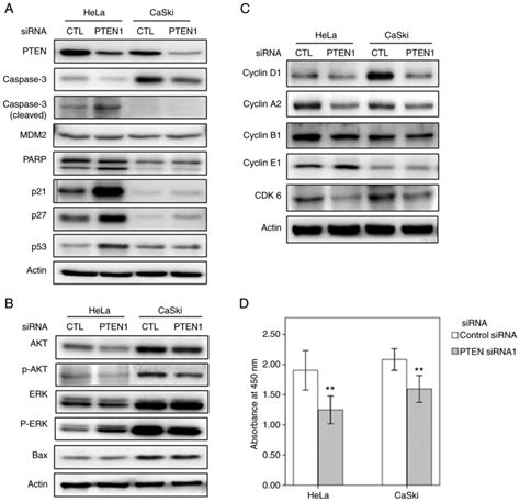 PTEN Downregulation Induces Apoptosis And Cell Cycle Arrest In Uterine