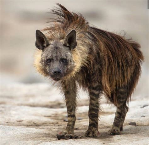 Brown Hyena Rarest Of The 4 Types Of Hyena Rawwtf