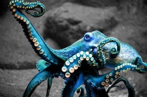 Underwater Creatures Underwater Life Ocean Creatures Underwater