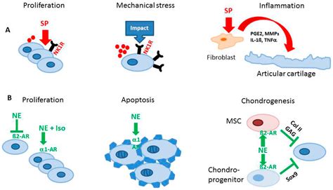 ijms special issue apoptotic chondrocytes and osteoarthritis