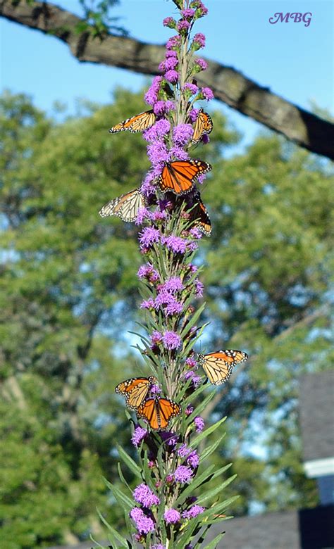 Butterfly Plants List Butterfly Flowers And Host Plant Ideas