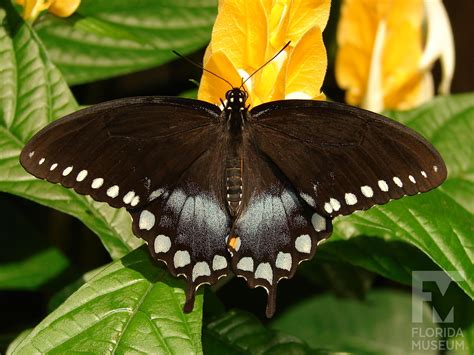 Spicebush Swallowtail Exhibits