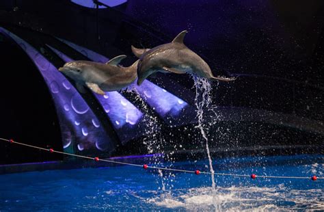 Dolphin Presentation Georgia Aquarium