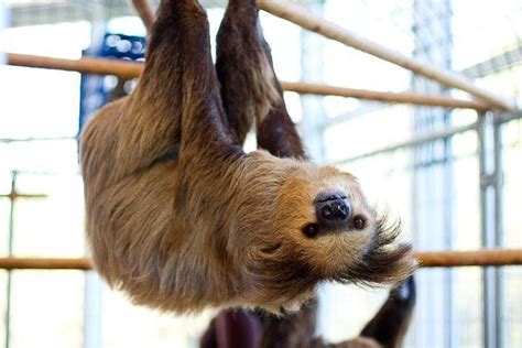 Slow Down And Make Friends At This Sloth Sanctuary Wildlife