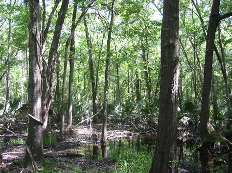 Forested Wetlands Of The Piney Woods Wetland Economic Benefits For