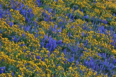 Usa Washington State Columbia Hills State Park Wildflowers Bloom On