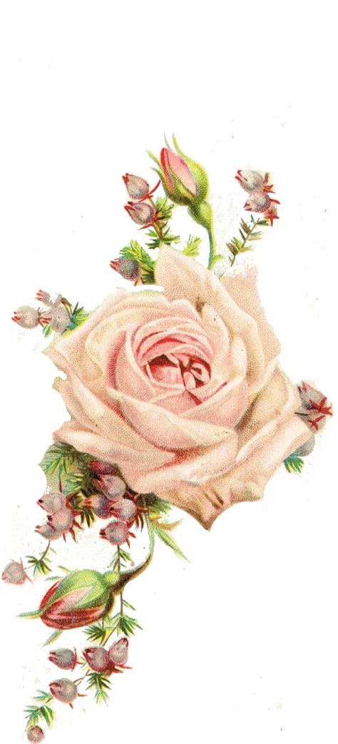 Old Rose Flower Png Free Transparent Clipart Clipartkey Images And Photos Finder