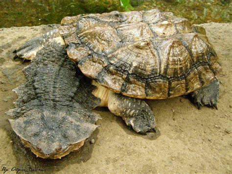 Top 10 Uniquely Weird Turtles Reptileworldfacts