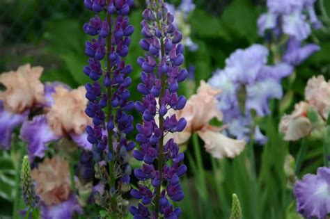 Tall Bearded Irises With Lupine An Easy To Grow Companion Plant