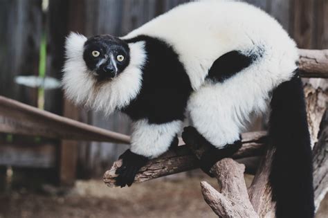 Black And White Ruffed Lemur Creation Kingdom Zoo