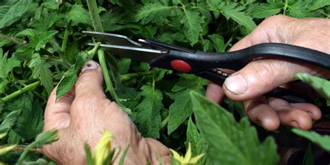 Pruning Tomato Plants How And Why To Prune And Pinch Tomato Plants