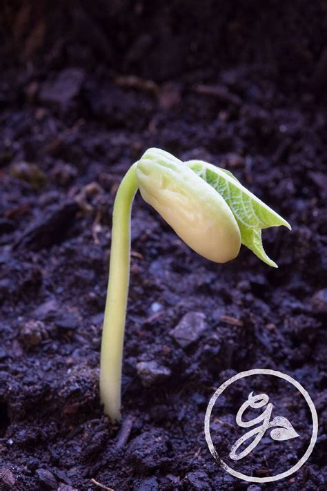 There Are Many Factors That Go Into Seed Germination And The Process