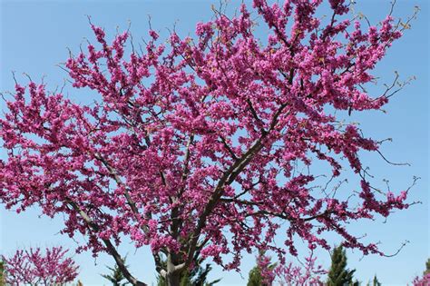 Western Redbud Trees Edible Flowers And Drought Tolerance