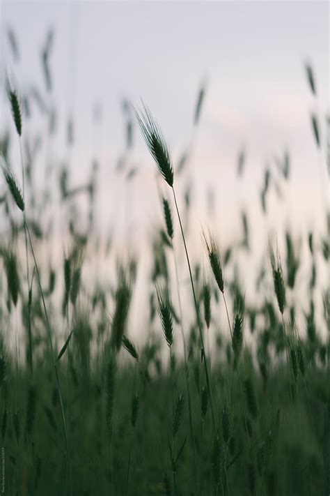 Summer Grass By Stocksy Contributor Pixel Stories Stocksy